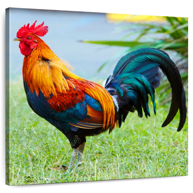 Crowle coq sur l'herbe, H 30 po x l 30 po