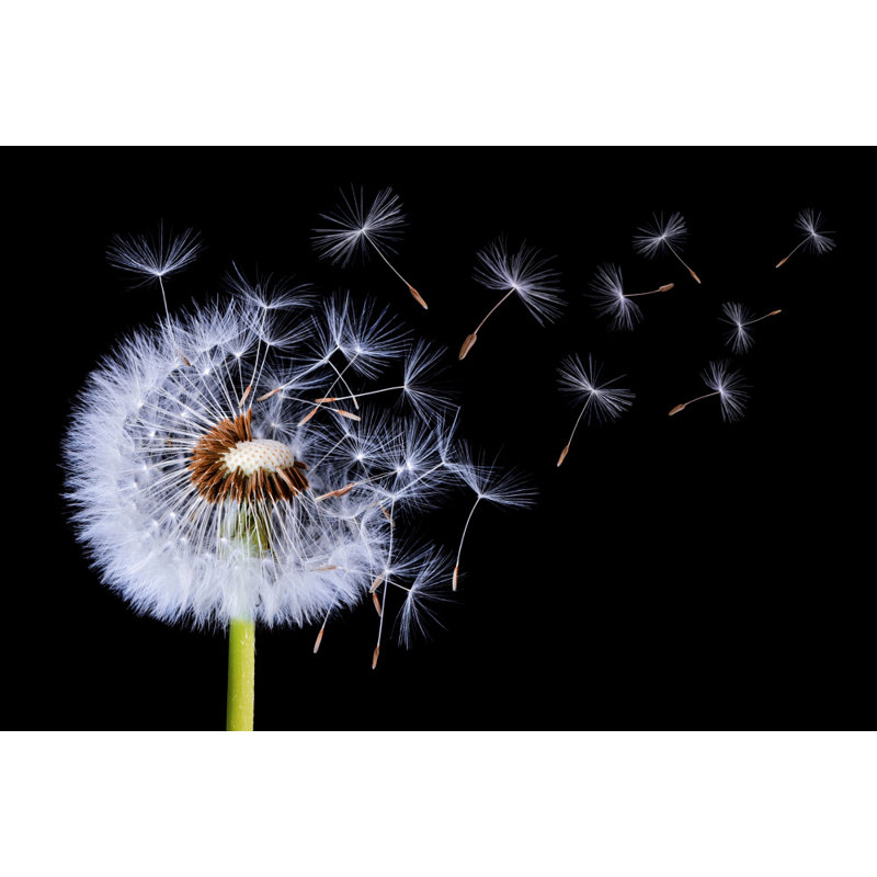 Wrapped Canvas Print, 60.96 cm H x 91.44 cm W