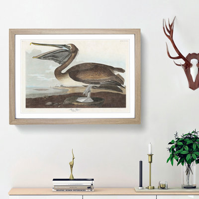 A Brown Pelican by John Audubon - Framed Print