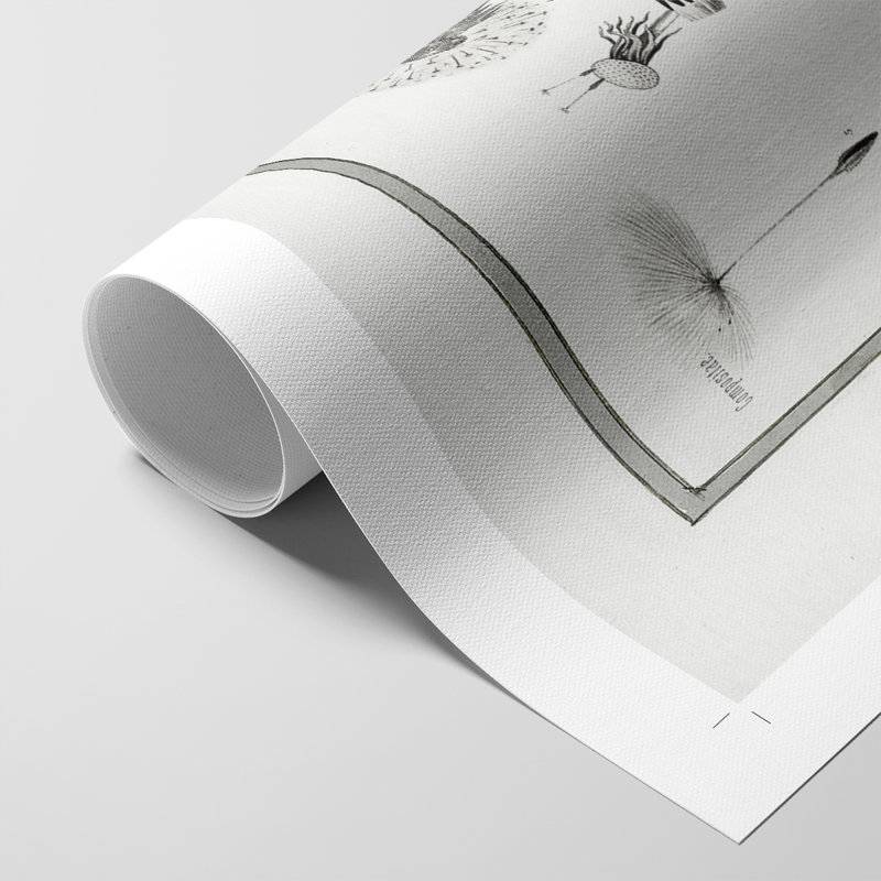 Pissenlit I - impression sur toile seulement - non encadrée, H 18 po x l 12 po