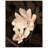 Sanguinaria Blossom