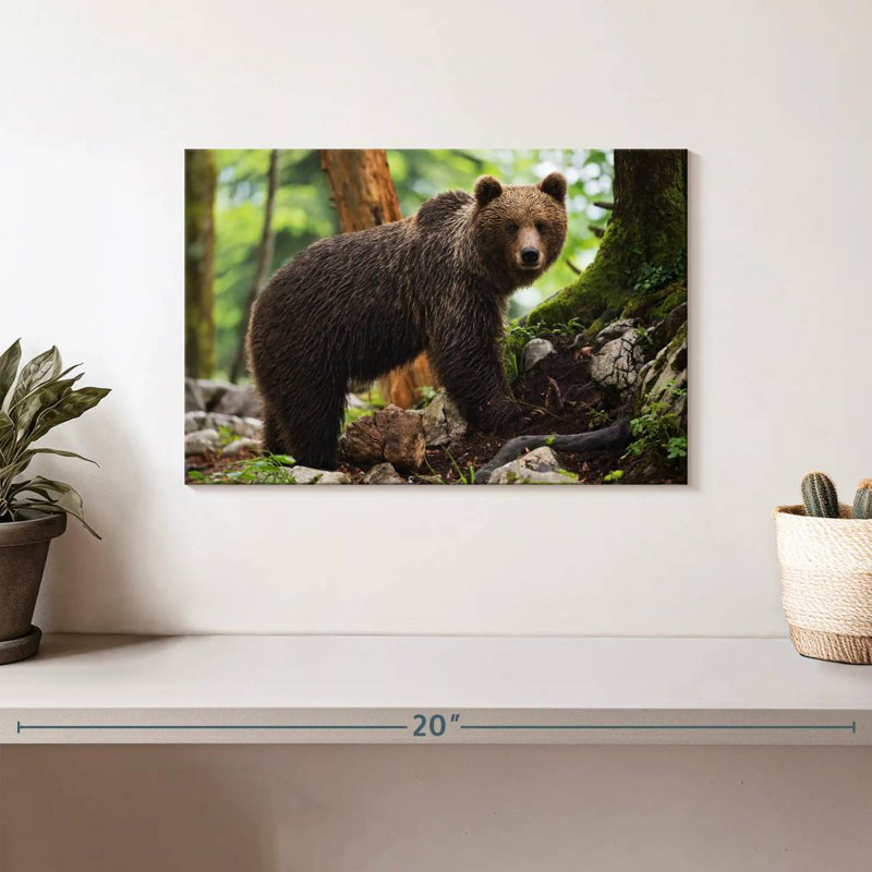 Ours grizzly humide Brampt