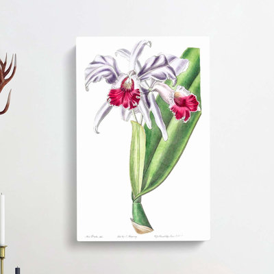 Crimson-Lipped Cattleya Flowers - Wrapped Canvas