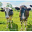 Clôture de bovin Farm Farmence-123115974