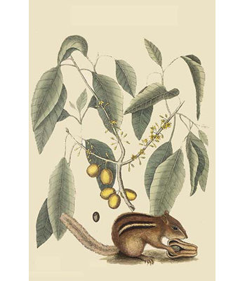 Chipmunk-impression d’art graphique