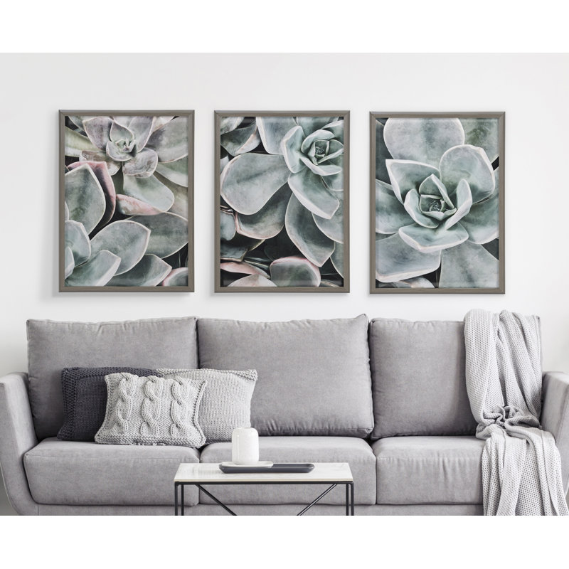 Plantes succulentes botaniques