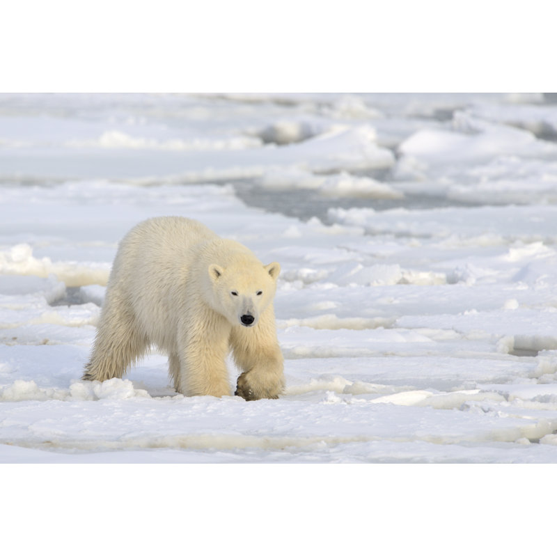 Ours polaire - photographie sur toile tendue, H 8 po x l 12 po