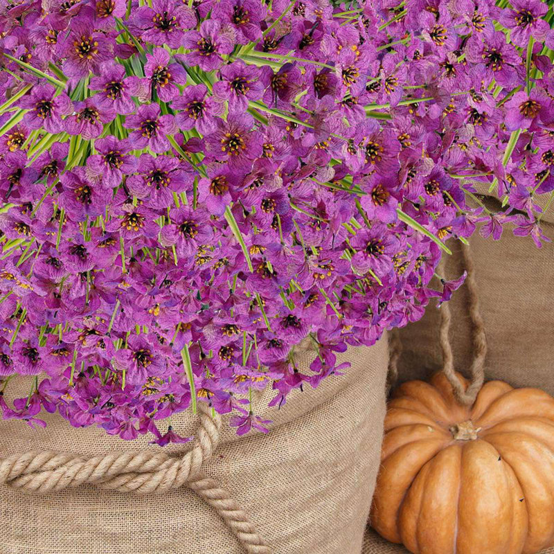 Arrangement violet, Mauve