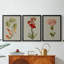 Botanical Array VI  -Custom Framed  Wrapped Gallery Canvas - 3 Pieces-916200992-916200998