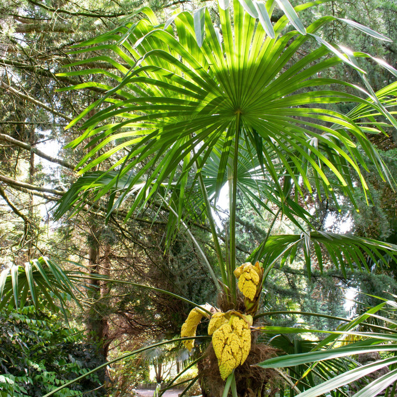 3 gal. Windmill Palm