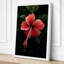 Crimson Hibiscus Botanical - Wrapped Canvas-92355498-92355499