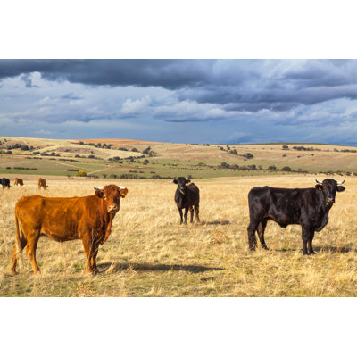 Beautiful Landscape With Cattle 1 Piece Wrapped Canvas Wall Art