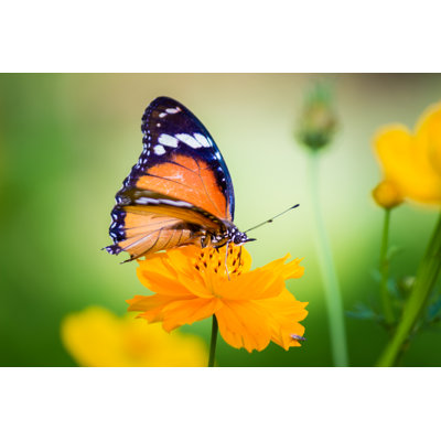 Cipriani Butterfly - Wrapped Canvas Print