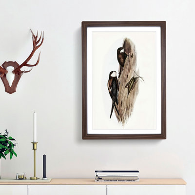 Australian Spine-Tailed Swallows by Elizabeth Gould - Picture Frame Painting Print on Paper