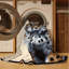  Tapis lavable avec grands chats Lynx nordique-1435964818