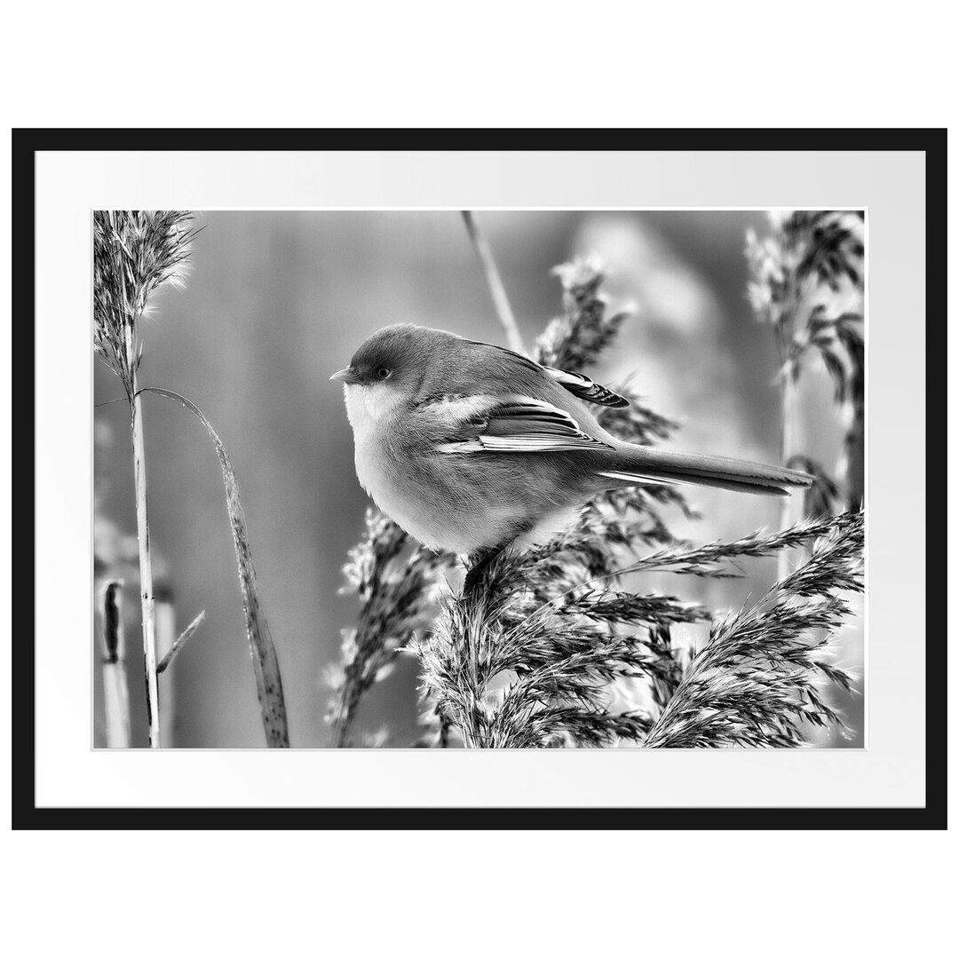 Gerahmtes Poster Kleiner Vogel auf Weizen