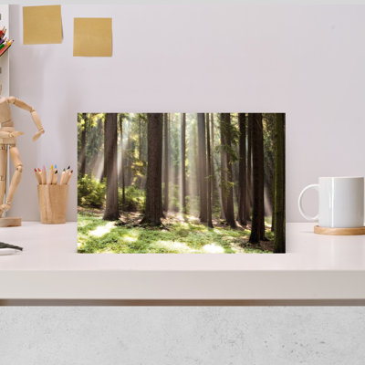 Forest Scene With Sun Rays Shining Through Branches Abstract Contemporary Forest Nature Wall Art