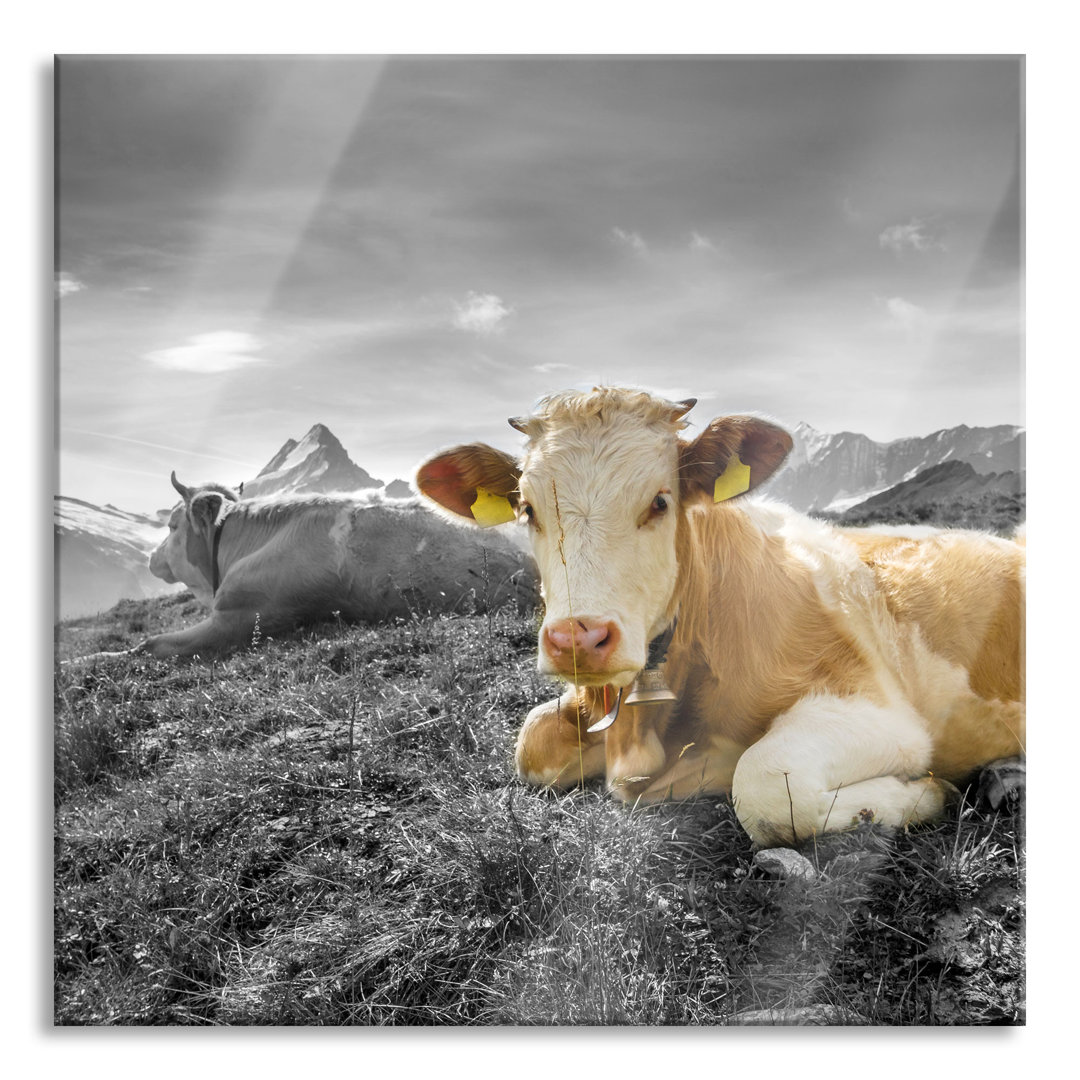 Ungerahmtes Foto auf Glas "Simmental-Kühe vor den Schweizer Alpen"