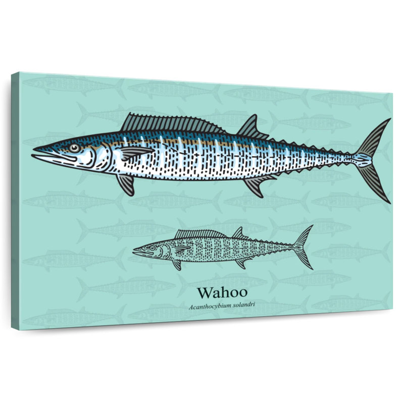 Brampt Wahoo Fish, 26" H x 39" W