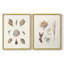 Knorr Shells & Coral VI - reproduction encadrée de qualité supérieure - prête à être accrochée - aucun clou requis - aucun clou requis-1823712524-1823712525