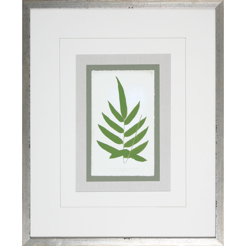 Fern5 Print