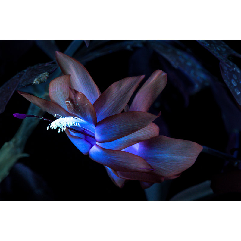 Christmas Cactus - Wrapped Canvas Print, 30cm H x 46cm W x 3.8cm D