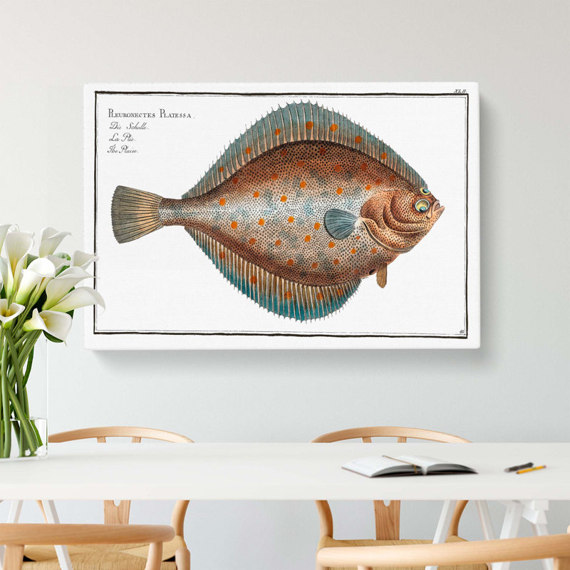 Plaice Fish by M.E. Bloch - Wrapped Canvas, 40cm H x 60cm W x 3cm D