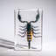 Genuine Single Large Black Scorpion In Lucite