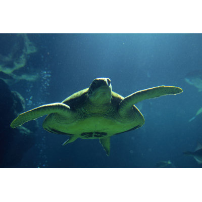 Tortues de mer Égée II