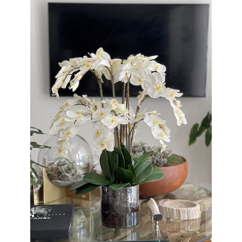 Blooming Orchid in Vase, White