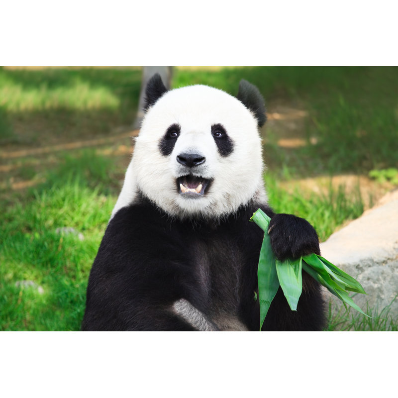 Giant Panda Looking Into Camera Holding Green Leaves - Wrapped Canvas Print, 30cm H x 46cm W x 3.8cm D