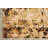 Denoila Floral Indoor Rug-898934001