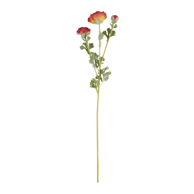 Renoncule florale (ensemble de 12)