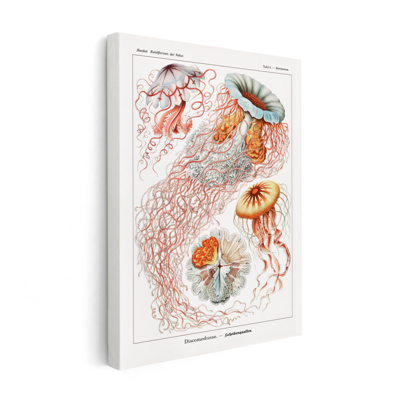 Ernst Haeckel - Méduse, Unframed, Canvas, 24"H x 32"W