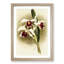 Magnolia Flowers Illustration Tab. 25 by Frederick Sander - Picture Frame Painting Print-55759082-55759085