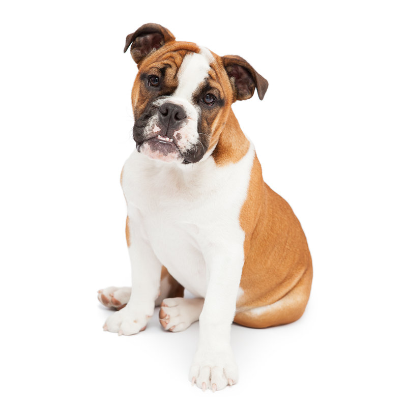 Bouledogue anglais assis par Jimmyjamesbond, H 20 po x l 20 po