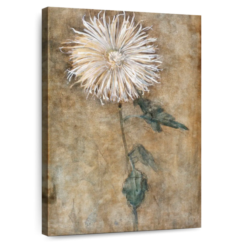 Chrysanthème 1900, H 45 po x l 30 po
