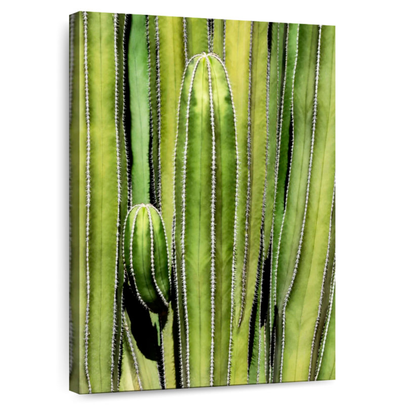 Harnek Cactus Overlay, 30" H x 20" W
