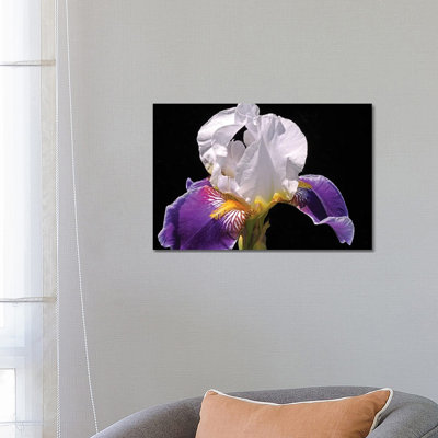 White And Purple Iris by Brian Wolf - Wrapped Canvas Print