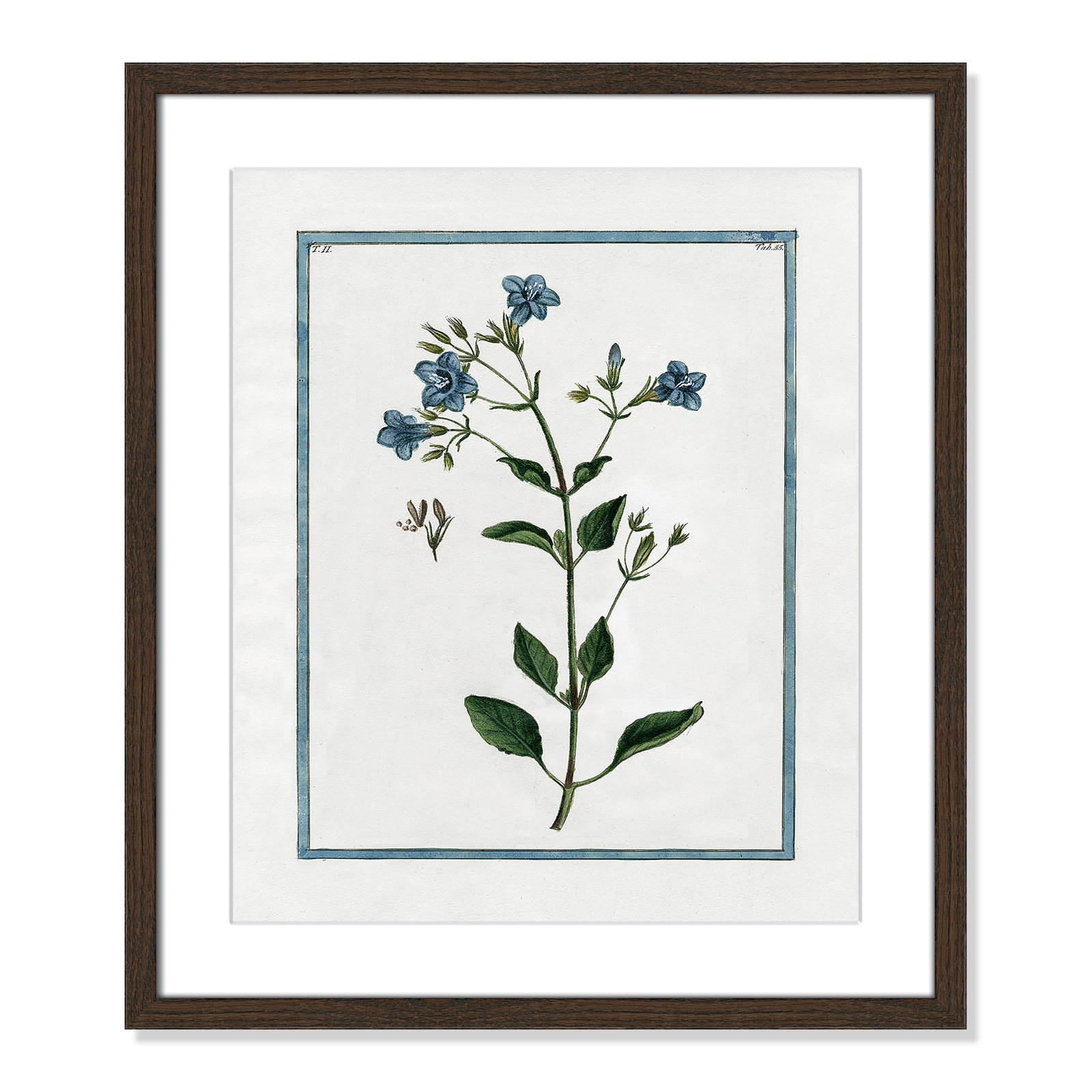 Colombe "Shabby Elegance Botanical II" Print, 16" W x 19" H, Walnut Framed