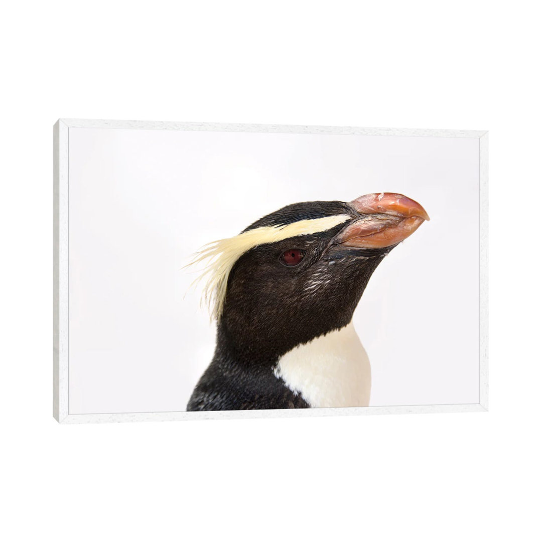 A Fiordland Penguin At The Taronga Zoo von Joel Sartore - Galerie-verpackte Leinwand Giclée auf Leinwand