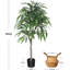 6,5 plantes