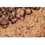 Tapis brun en laine à motif floral fait à la main Parkhill