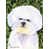 Bichon Frise 3