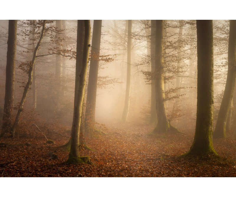 Wrapped Canvas Print, 50.8 cm H x 76.2 cm W