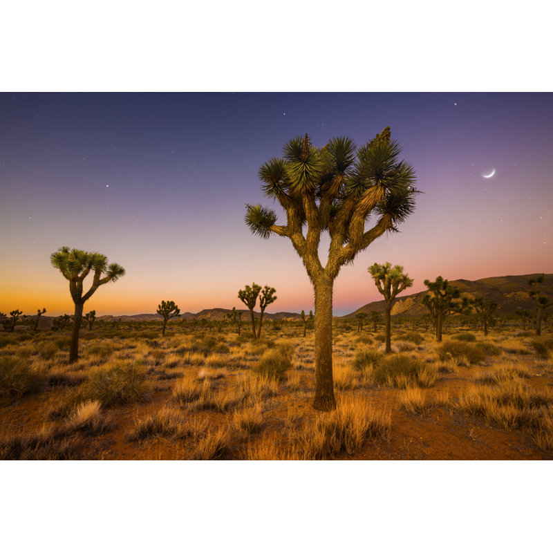 Valley Of Joshua Trees by KiskaMedia - Wrapped Canvas Print, 81cm H x 122cm W x 3.8cm D