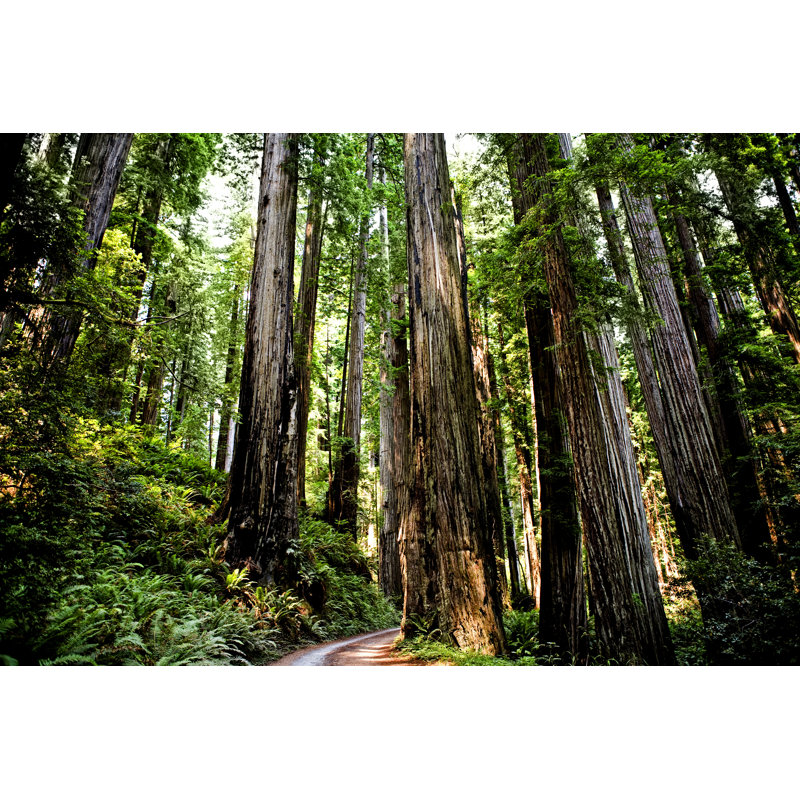 Redwood Forest par Renpoto, H 24 po x l 36 po
