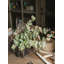 Tiges de eucalyptus d’automne, douilles et pulvérisateurs-339711779-339711788