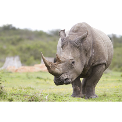 " White Rhinoceros Thinking " by Jasonprince
