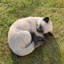 Animals Weather Resistant Polyresin Garden Statue